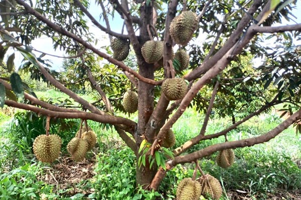 Khoảng 100 cảnh sát khám nhà ông trùm khoáng sản ở Bình Thuận-5