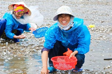 'Lộc biển' dạt trắng bờ, dân ra nhặt từng tải về ăn