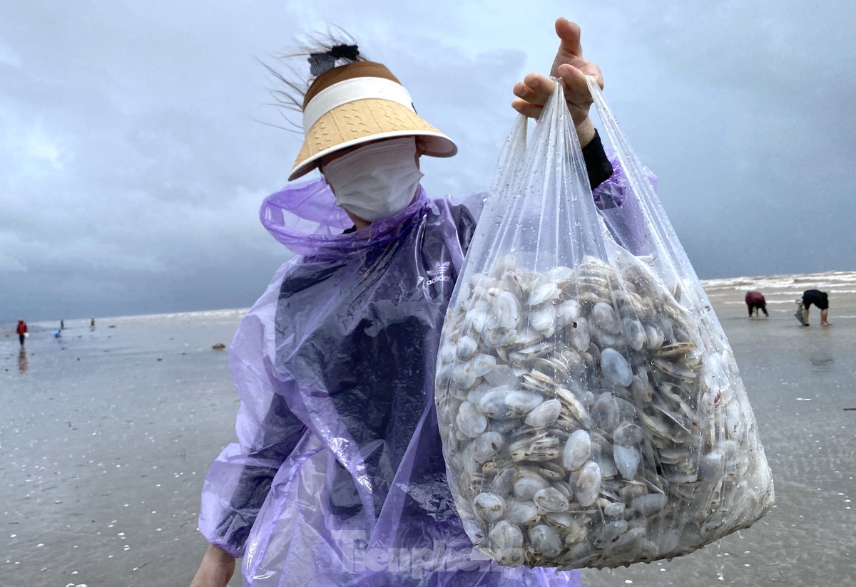 Lộc biển dạt trắng bờ, dân ra nhặt từng tải về ăn-12