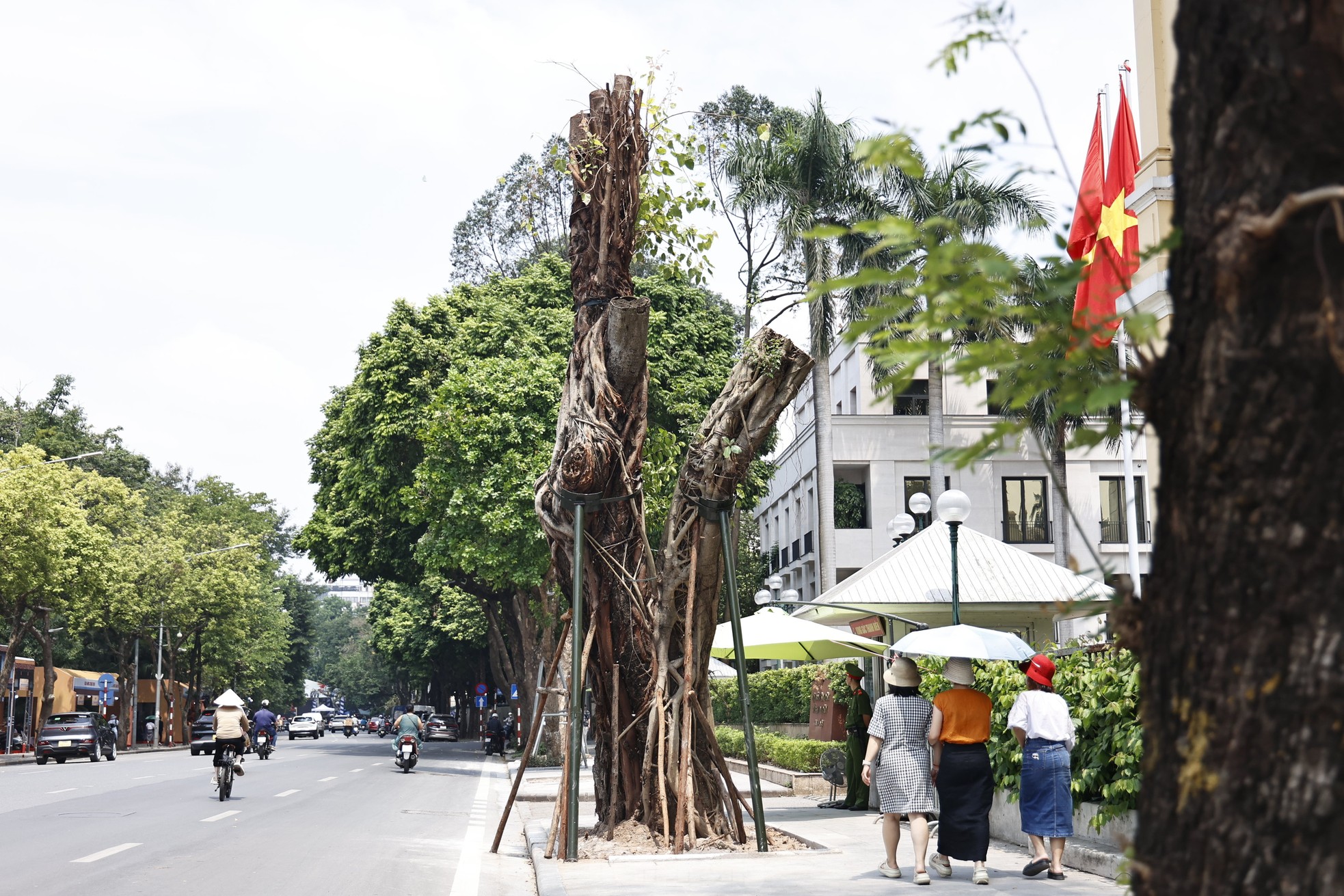 Hà Nội: Những cây xanh gãy đổ sau bão bật chồi hồi sinh-4