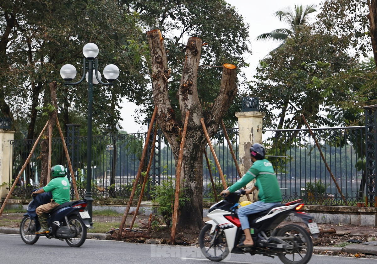 Hà Nội: Những cây xanh gãy đổ sau bão bật chồi hồi sinh-13