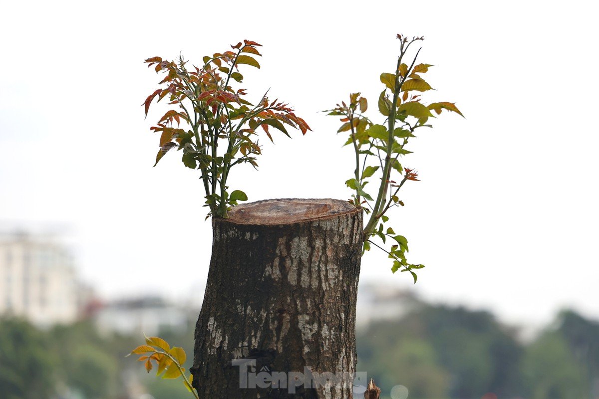 Hà Nội: Những cây xanh gãy đổ sau bão bật chồi hồi sinh-10