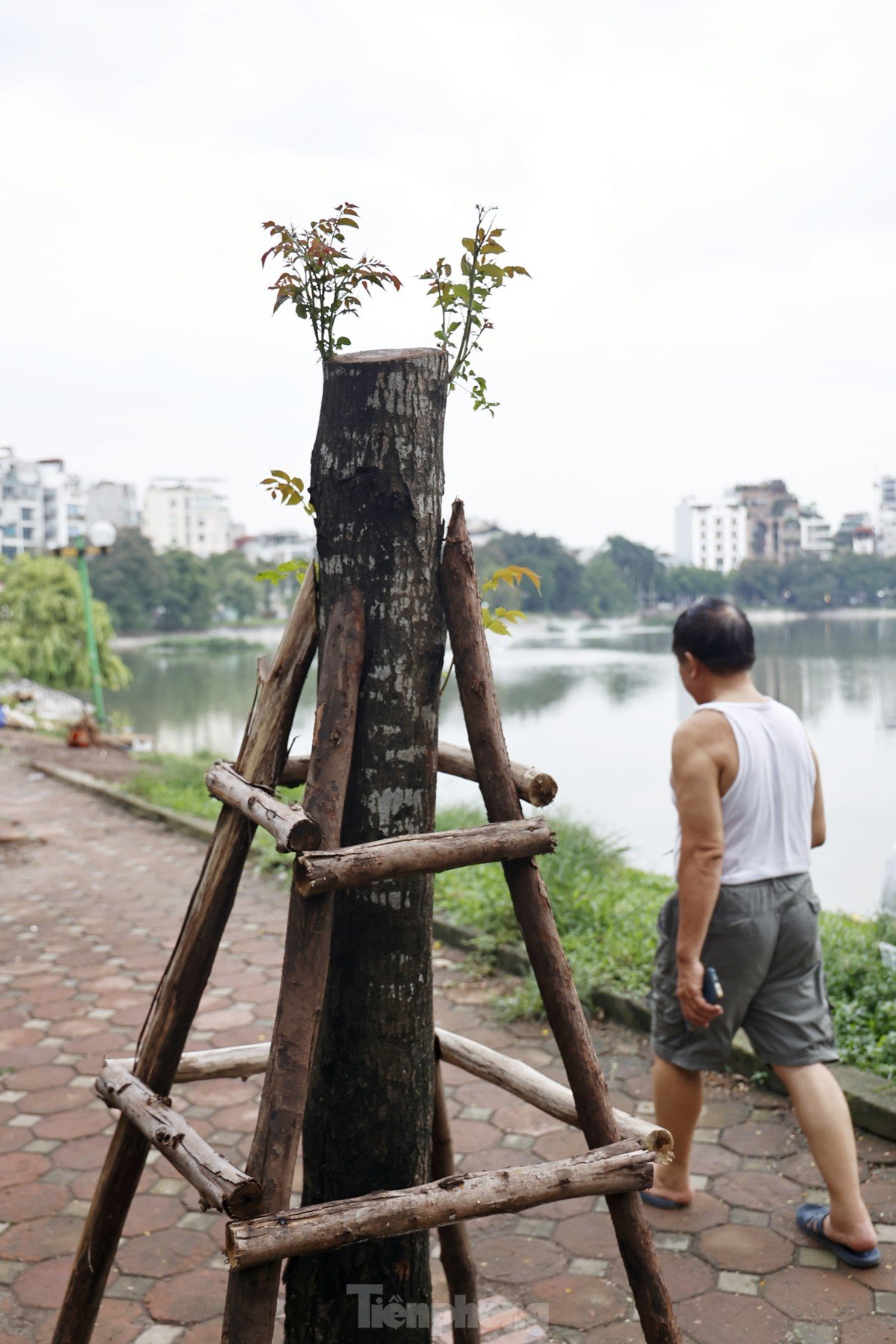 Hà Nội: Những cây xanh gãy đổ sau bão bật chồi hồi sinh-11