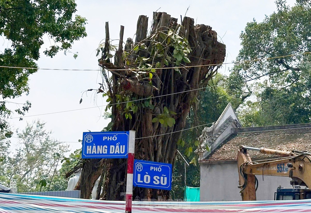 Hà Nội: Những cây xanh gãy đổ sau bão bật chồi hồi sinh-8