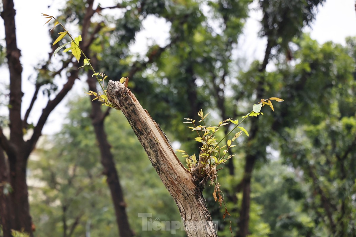 Hà Nội: Những cây xanh gãy đổ sau bão bật chồi hồi sinh-15