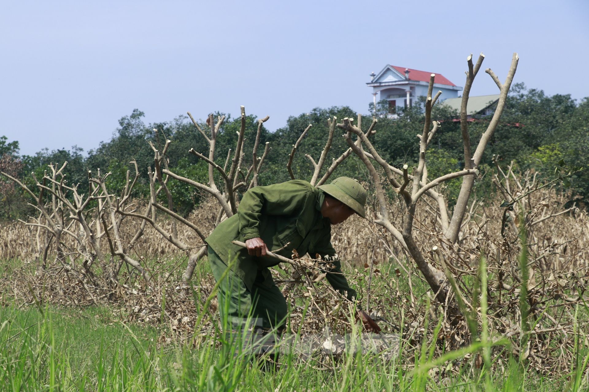 Tan hoang vùng bưởi tiến vua Yên Bái, nông dân lâm cảnh đường cùng-6