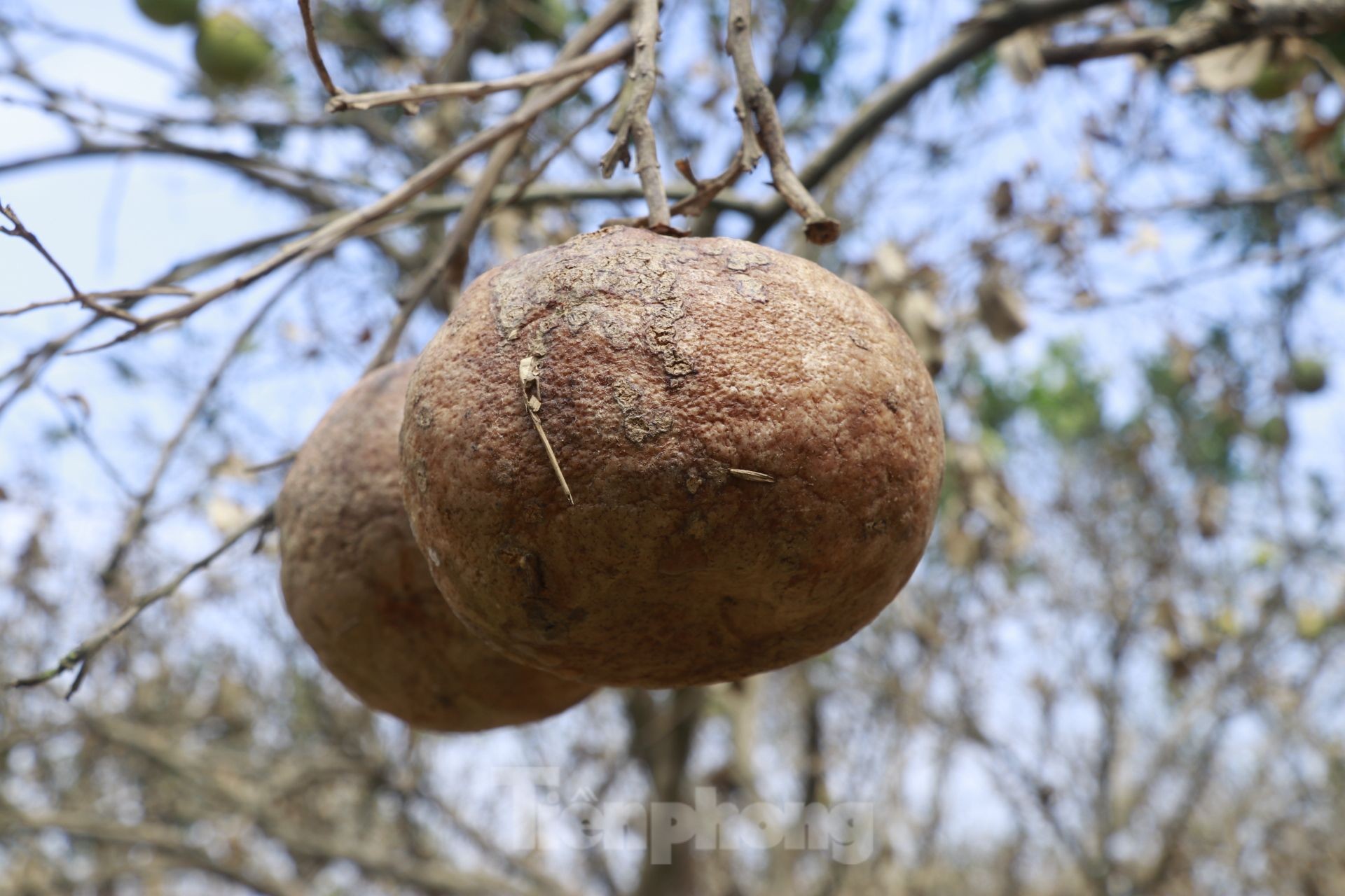 Tan hoang vùng bưởi tiến vua Yên Bái, nông dân lâm cảnh đường cùng-21