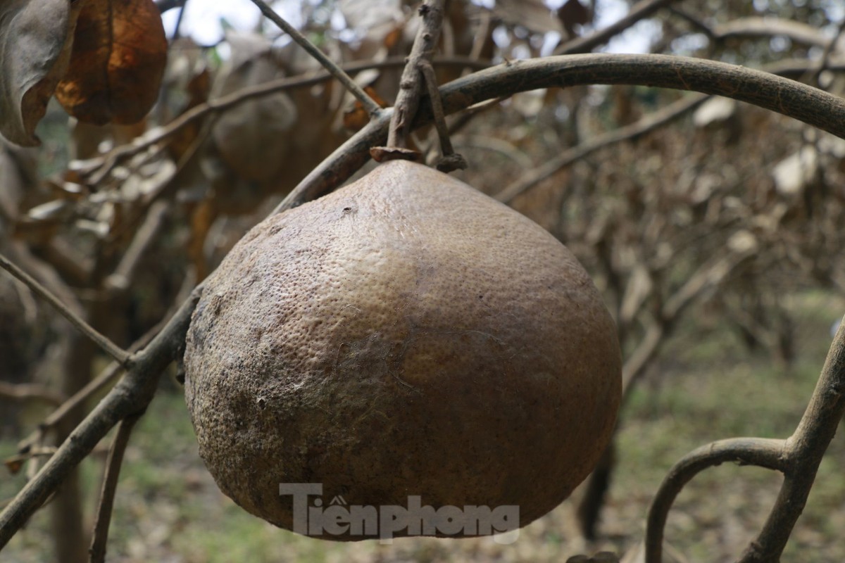 Tan hoang vùng bưởi tiến vua Yên Bái, nông dân lâm cảnh đường cùng-13