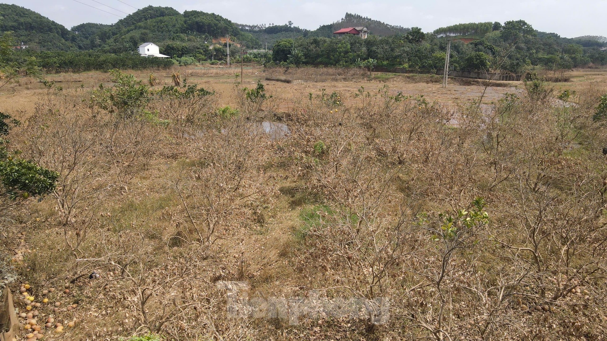 Tan hoang vùng bưởi tiến vua Yên Bái, nông dân lâm cảnh đường cùng-1