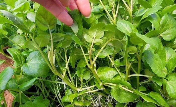 Loại rau được coi bẩn nhất chợ nhưng cực tốt cho sức khoẻ-1