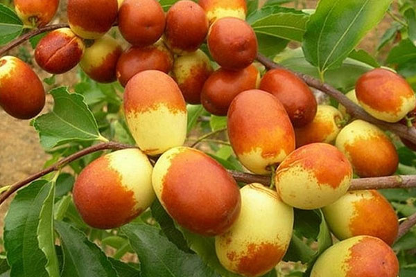 Quả đu đủ có một phần nhỏ nhưng có võ, người Việt cũng bỏ đi mà không biết-3