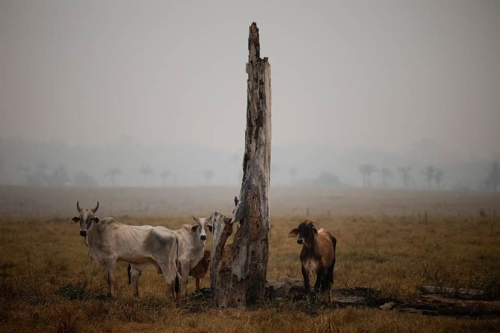 Hạn hán lịch sử, sông Amazon khô cằn-2
