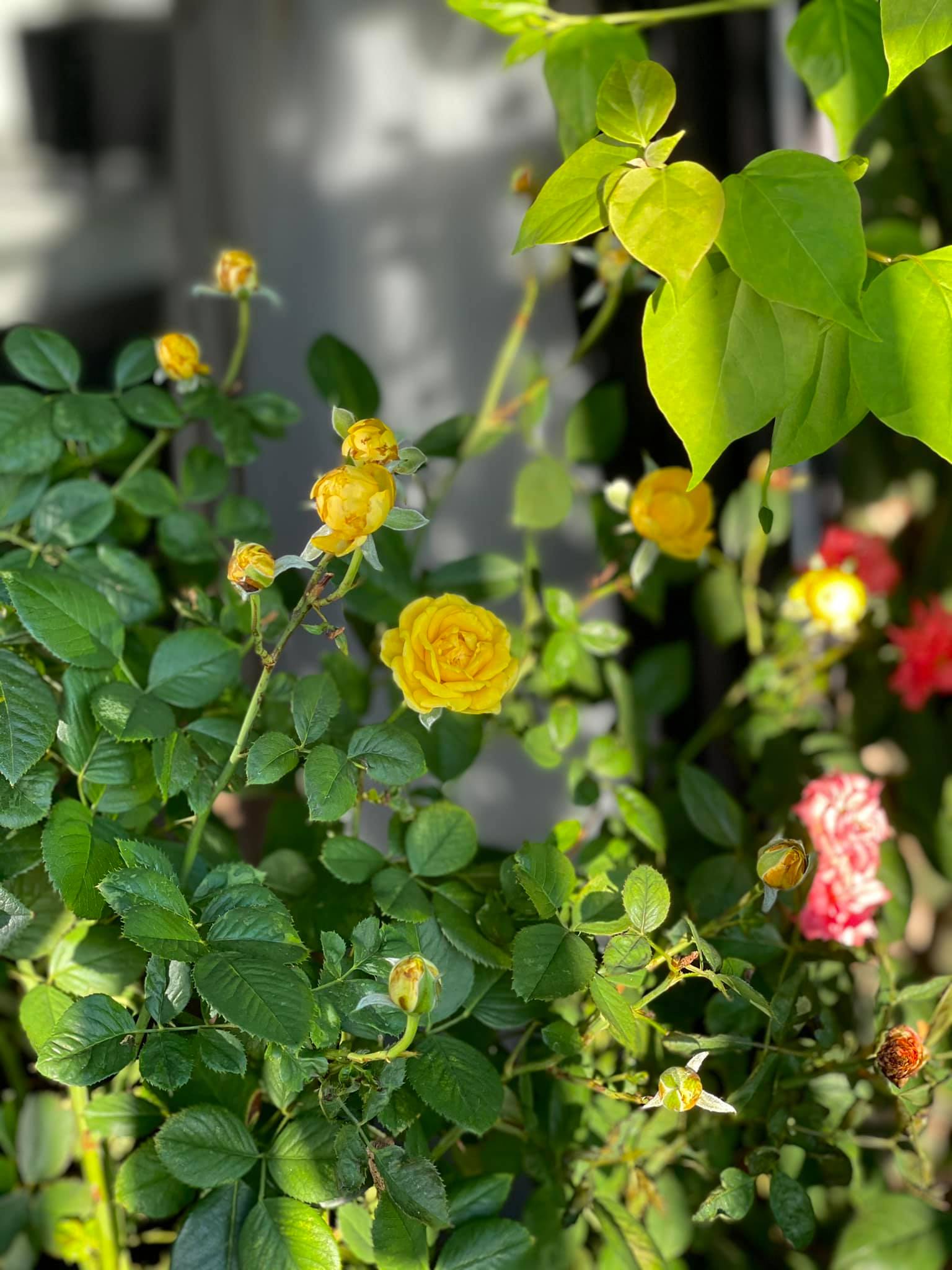 Kỳ Duyên chưa từng đọc hết một cuốn sách? Góc nhỏ trong cơ ngơi dát đầy hàng hiệu phơi bày sự thật-15