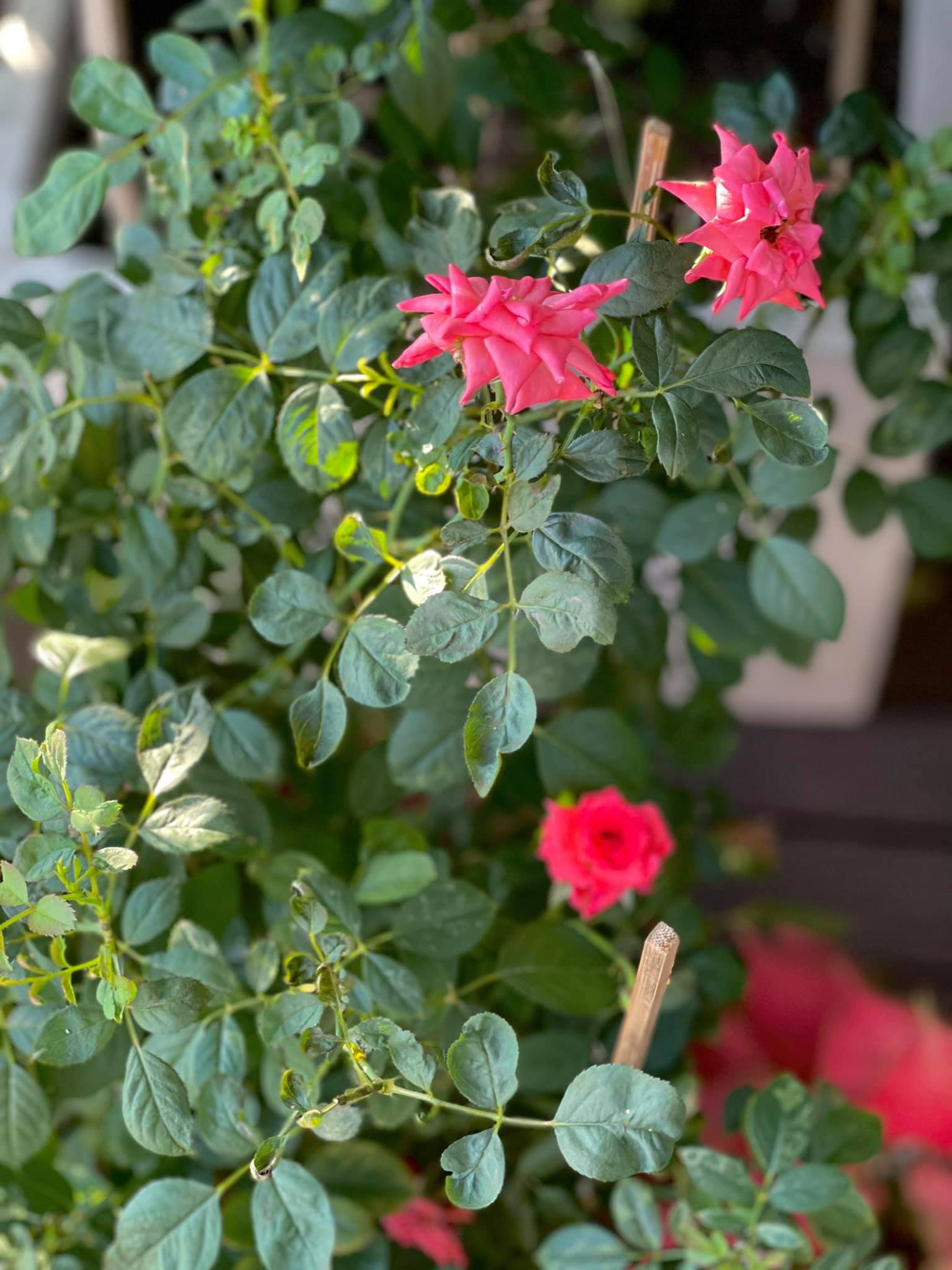 Kỳ Duyên chưa từng đọc hết một cuốn sách? Góc nhỏ trong cơ ngơi dát đầy hàng hiệu phơi bày sự thật-16