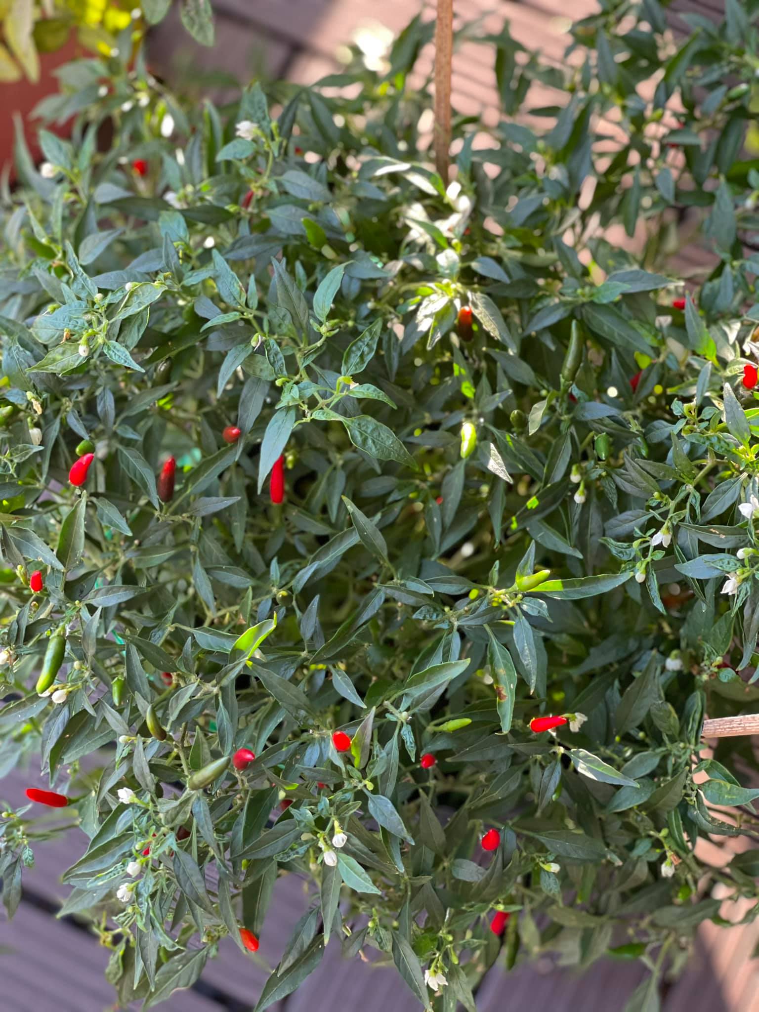 Kỳ Duyên chưa từng đọc hết một cuốn sách? Góc nhỏ trong cơ ngơi dát đầy hàng hiệu phơi bày sự thật-18