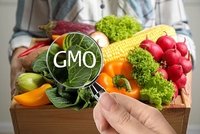 Ăn thực phẩm biến đổi gene có nguy cơ ung thư không?-1