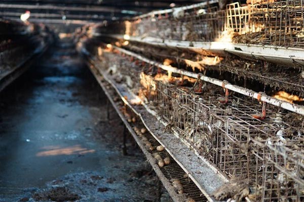 Cảnh tan hoang khó tin ở vườn hoa nổi tiếng, từng hái ra tiền tại Hà Nội-23