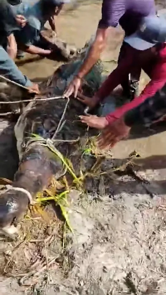 Mổ bụng cá sấu khổng lồ, người dân sốc nặng khi thấy thứ bên trong-2