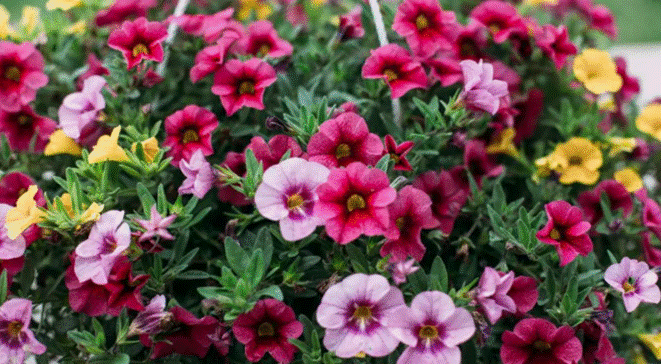 Những loài hoa thích hợp trồng ở ban công-1