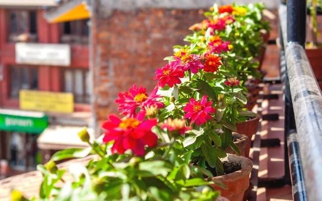 Những loài hoa thích hợp trồng ở ban công-5