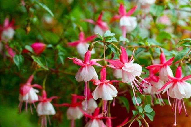 Những loài hoa thích hợp trồng ở ban công-7