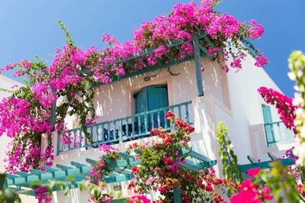 3 loại cây cho quả trồng ở ban công còn dễ hơn trồng hoa-7