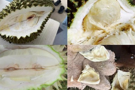Mưa nắng thất thường, người trồng sầu riêng rớt nước mắt