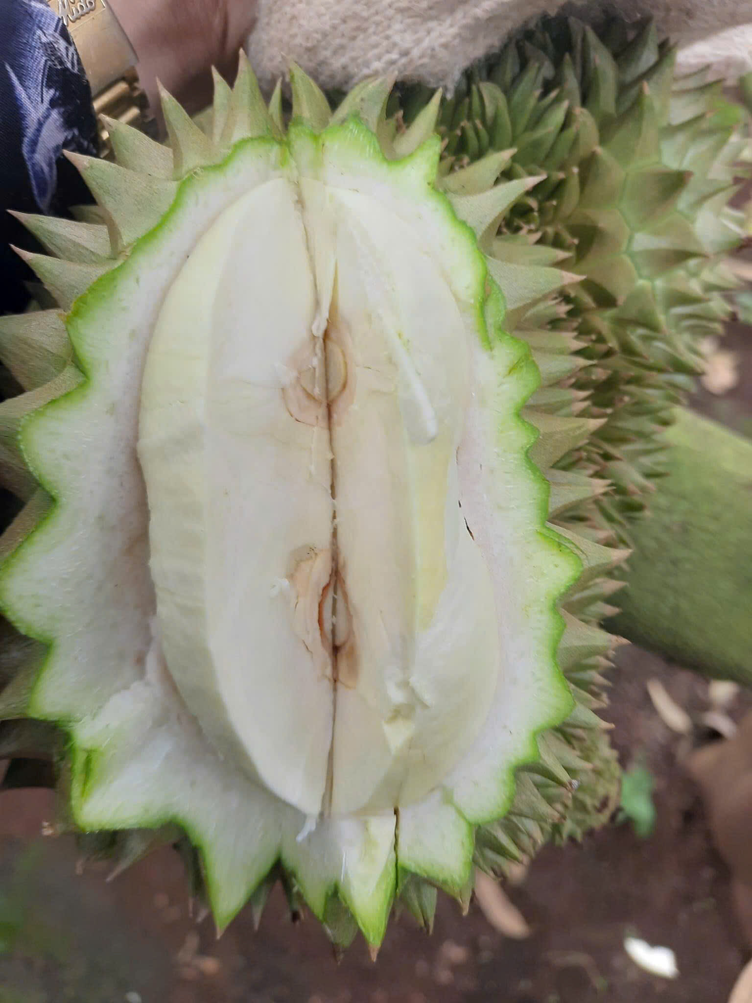 Mưa nắng thất thường, người trồng sầu riêng rớt nước mắt-4