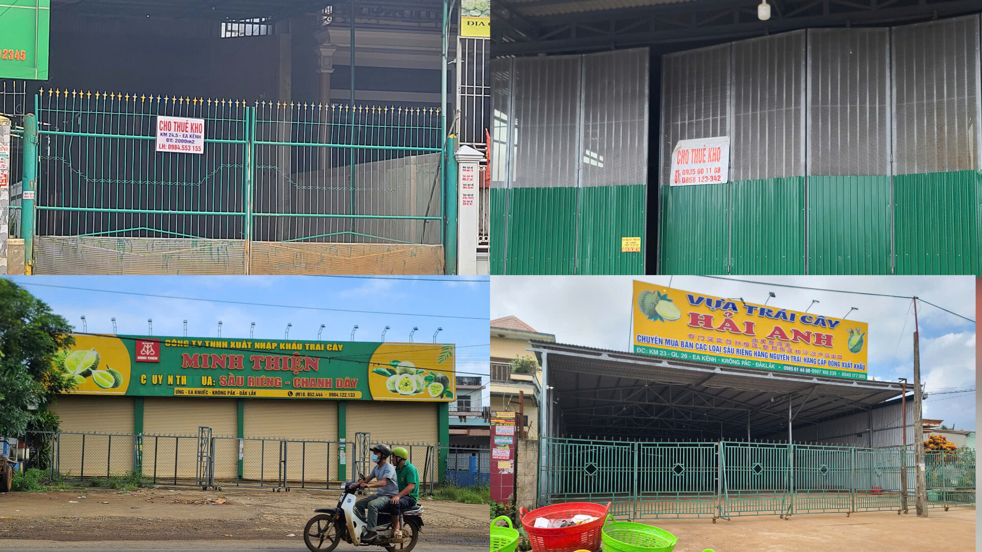 Mưa nắng thất thường, người trồng sầu riêng rớt nước mắt-6