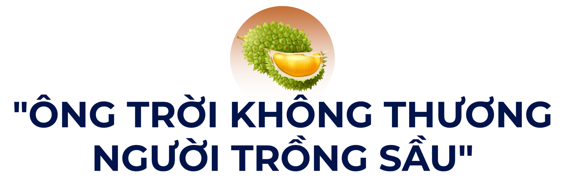 Mưa nắng thất thường, người trồng sầu riêng rớt nước mắt-1