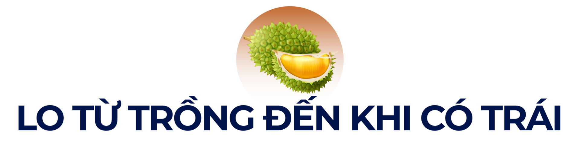 Mưa nắng thất thường, người trồng sầu riêng rớt nước mắt-3