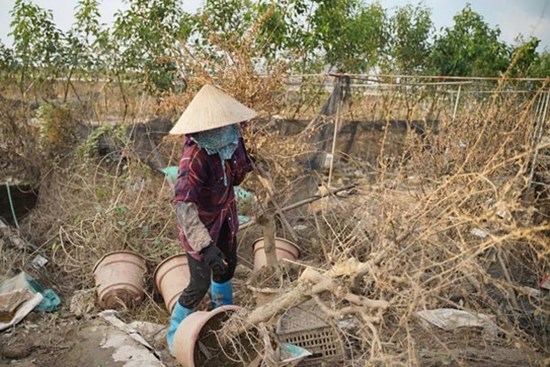 Thấp thỏm khôi phục làng cây cảnh lớn nhất miền Bắc