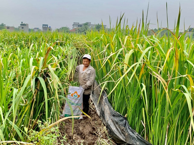 Loại rau như nhân sâm của người nghèo, mọc dại đầy bờ ao nhưng ít ai ngó-1