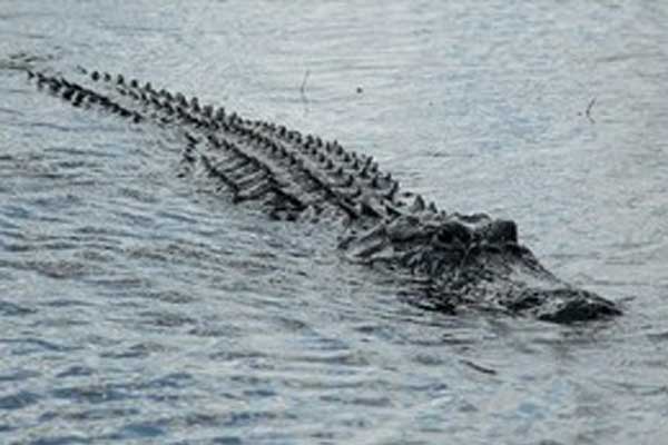 Xe buýt chở khách đi đám cưới lao xuống sông khiến 14 người thiệt mạng-2