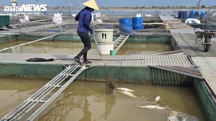 Lồng cá tiền tỷ bị bão Yagi cuốn trôi, nông dân ôm nợ ngập đầu-4