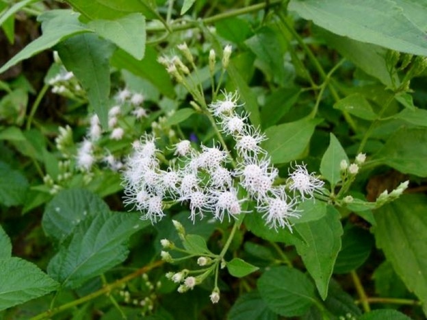 Cây thuốc quý không trồng vẫn mọc tua tủa ven đường, không phải ai cũng biết-2