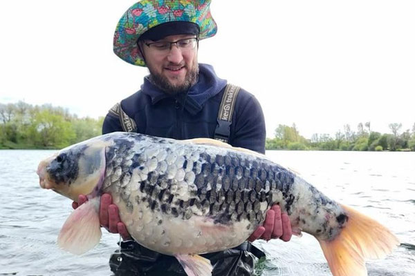 10 con cá Koi bị giết trong đêm, chủ nhà sốc khi biết thủ phạm-3