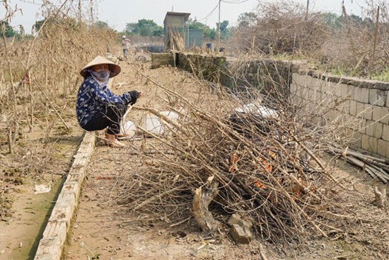 Người dân khóc nghẹn khi đốt từng gốc cây, nỗ lực 'hồi sinh' làng đào Nhật Tân sau bão lũ