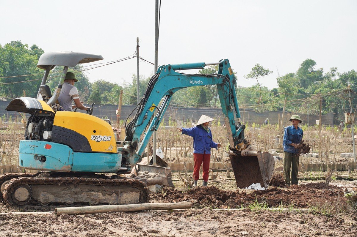 Người dân khóc nghẹn khi đốt từng gốc cây, nỗ lực hồi sinh làng đào Nhật Tân sau bão lũ-12