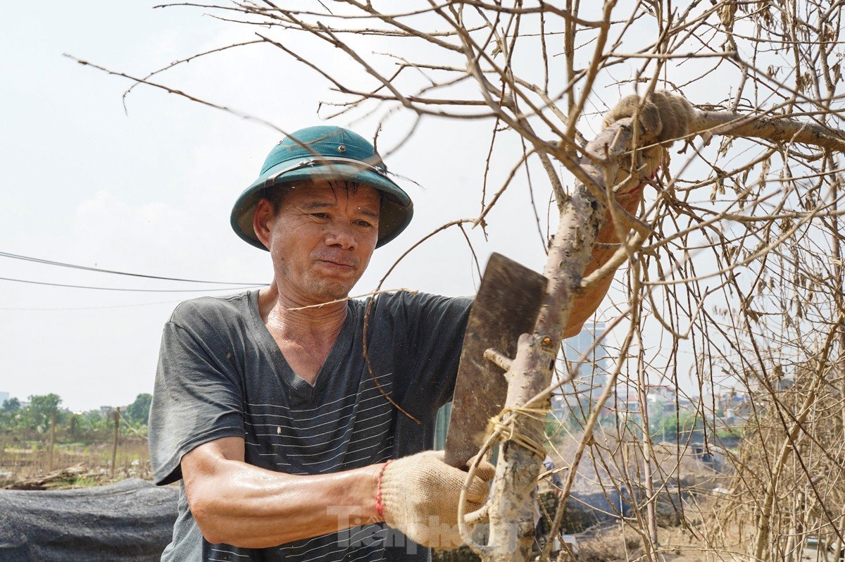 Người dân khóc nghẹn khi đốt từng gốc cây, nỗ lực hồi sinh làng đào Nhật Tân sau bão lũ-7