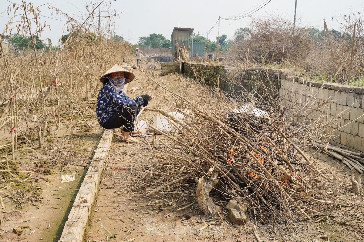 Người dân khóc nghẹn khi đốt từng gốc cây, nỗ lực hồi sinh làng đào Nhật Tân sau bão lũ-8