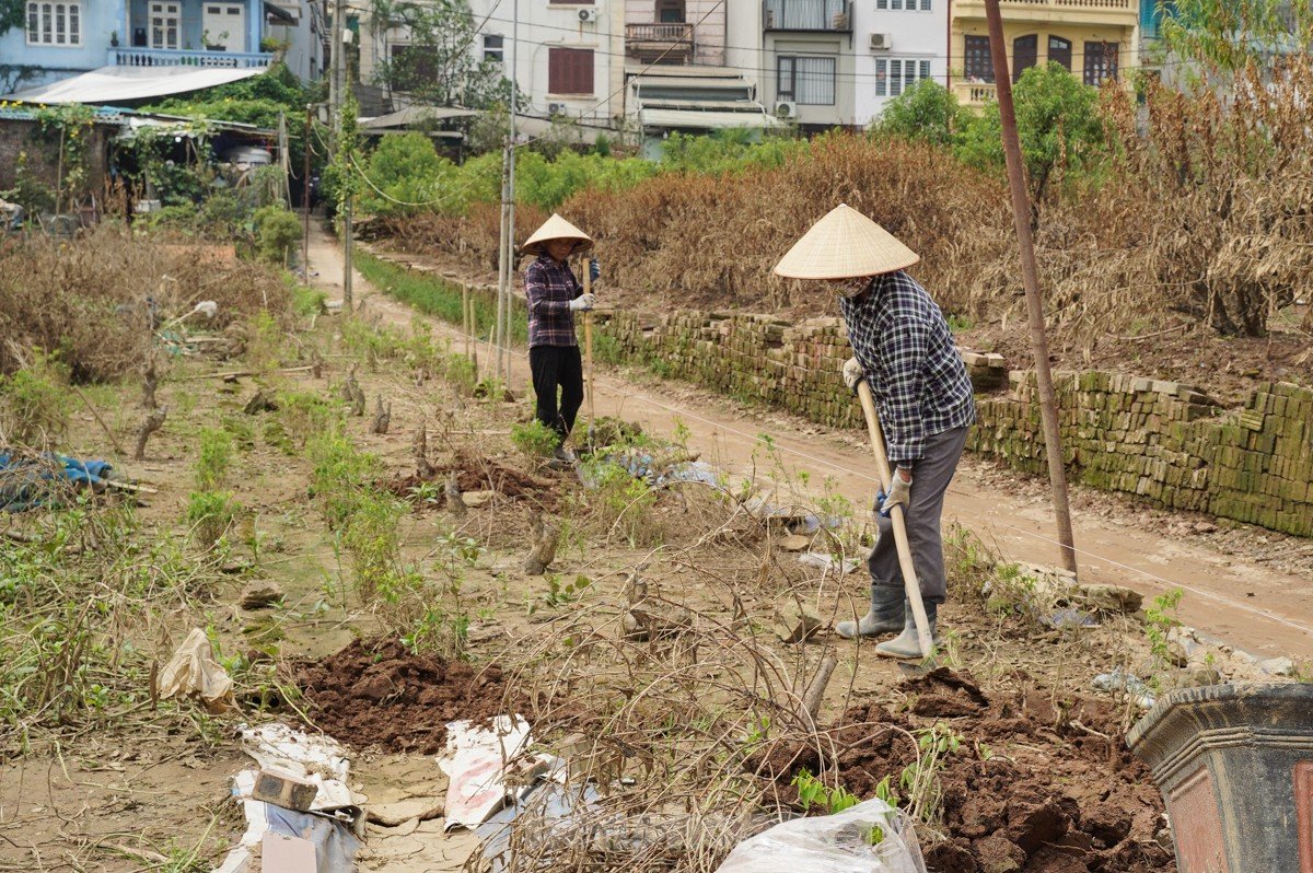 Người dân khóc nghẹn khi đốt từng gốc cây, nỗ lực hồi sinh làng đào Nhật Tân sau bão lũ-14