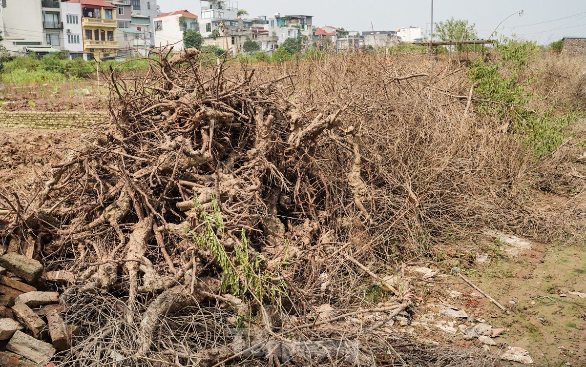 Người dân khóc nghẹn khi đốt từng gốc cây, nỗ lực hồi sinh làng đào Nhật Tân sau bão lũ-10