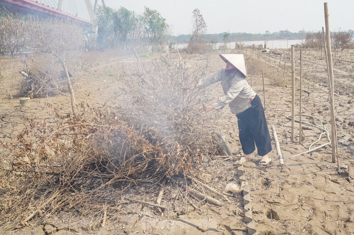 Người dân khóc nghẹn khi đốt từng gốc cây, nỗ lực hồi sinh làng đào Nhật Tân sau bão lũ-2