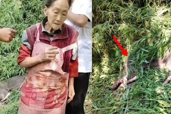 Bước ra khỏi nhà, cụ bà 76 tuổi bị lợn rừng cắn tử vong-3