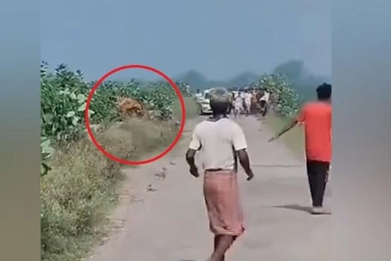 Clip: Hổ dữ lao tới tấn công nam thanh niên khiến người dân hoảng sợ bỏ chạy
