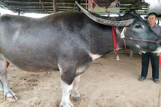Con trâu đực được trả 1,5 tỷ đồng, người đàn ông vẫn quyết không bán