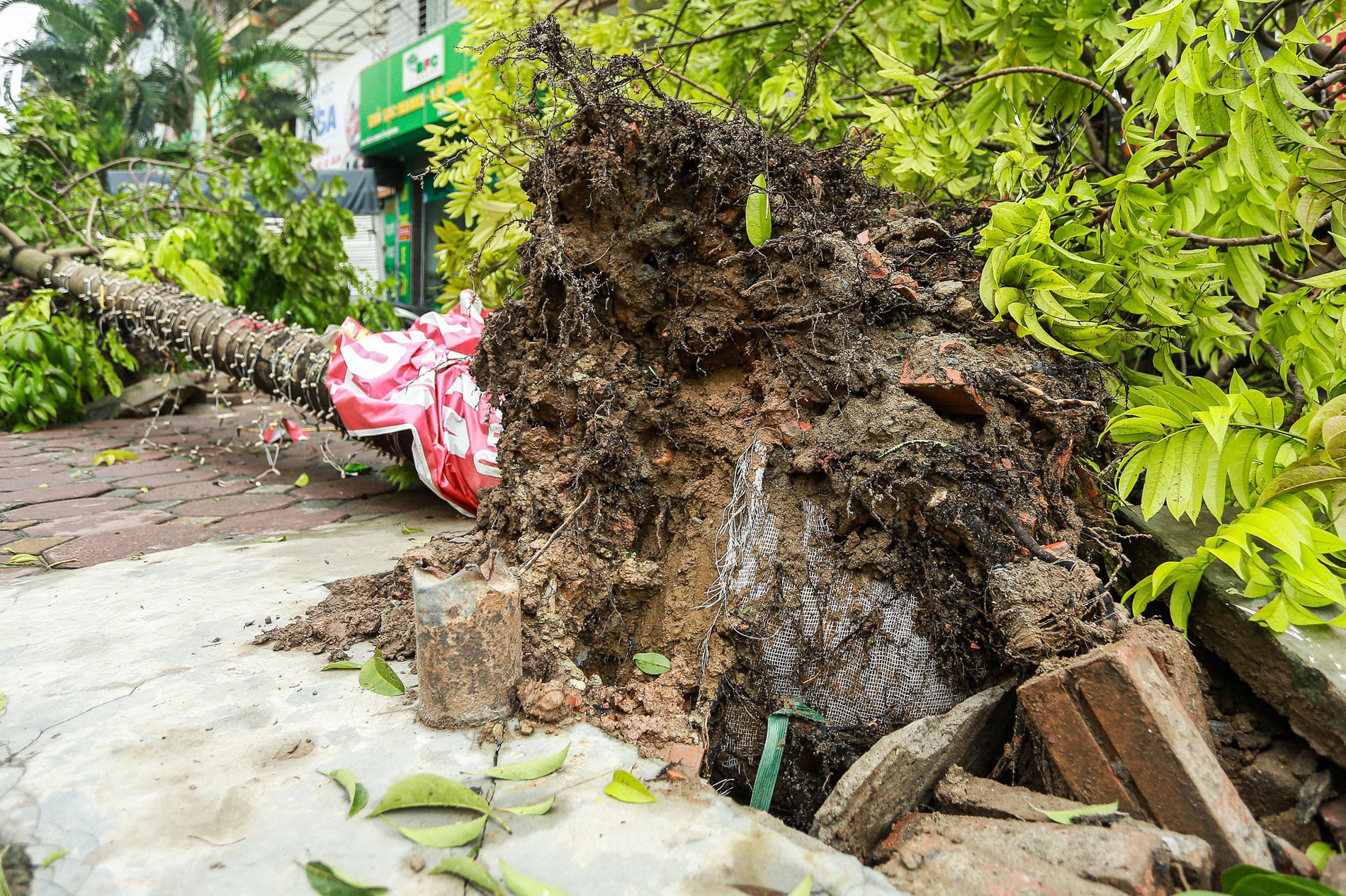 Hà Nội tìm chủ đầu tư vụ cây xanh lộ nguyên bầu nilon sau khi gãy đổ vì bão Yagi-2