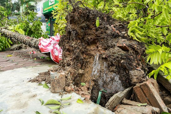 Hà Nội tìm chủ đầu tư vụ cây xanh lộ nguyên bầu nilon sau khi gãy đổ vì bão Yagi