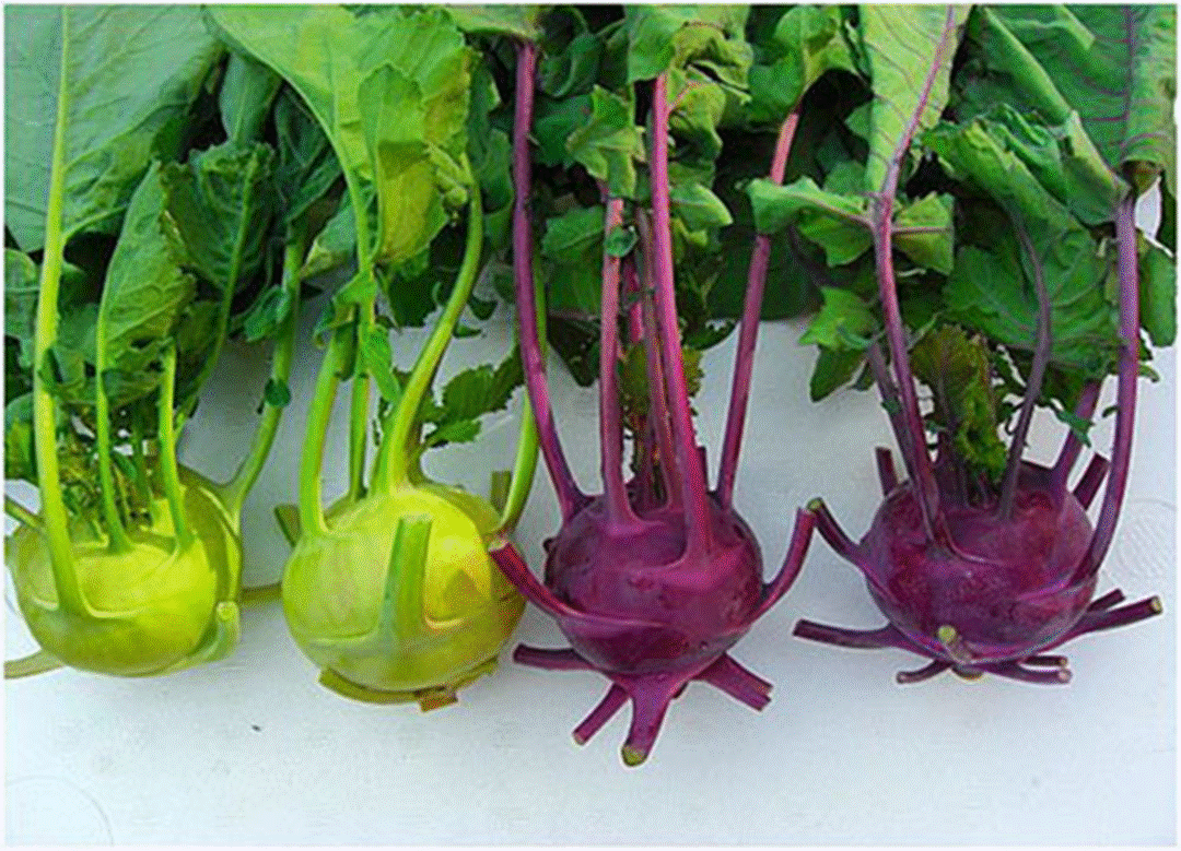 Đừng chỉ ăn củ, lá loại cây này quý như nhân sâm người nghèo nhiều người không biết thường vứt đi-3